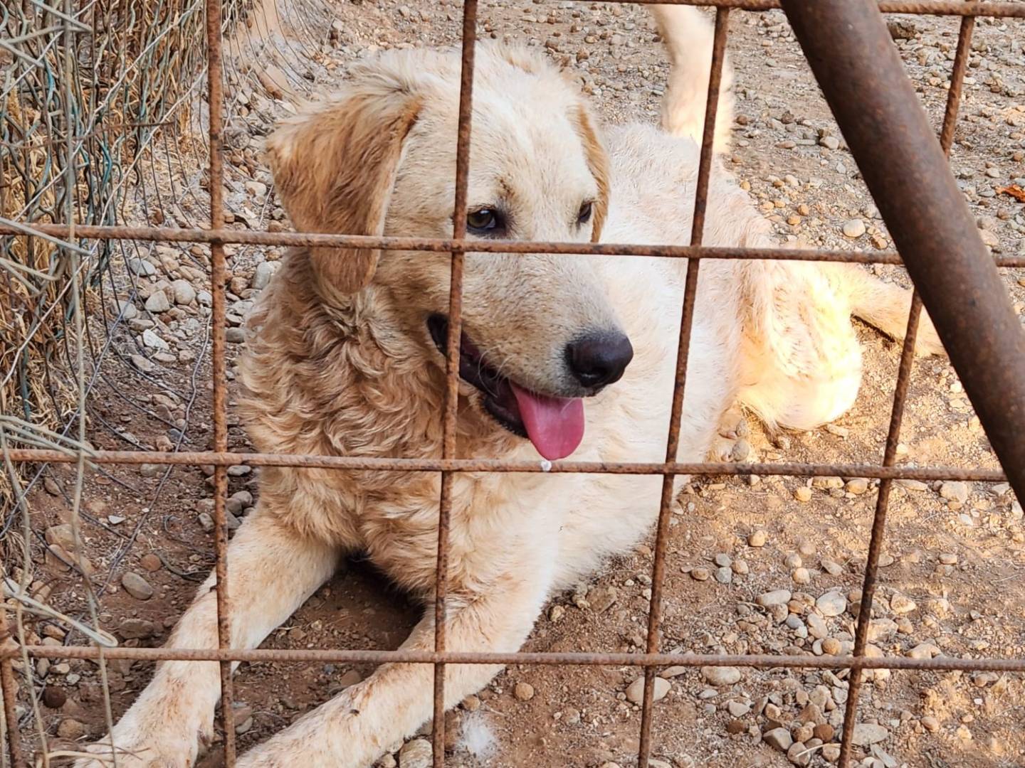 Adotta un cane, taglia media, femmina, Cosenza