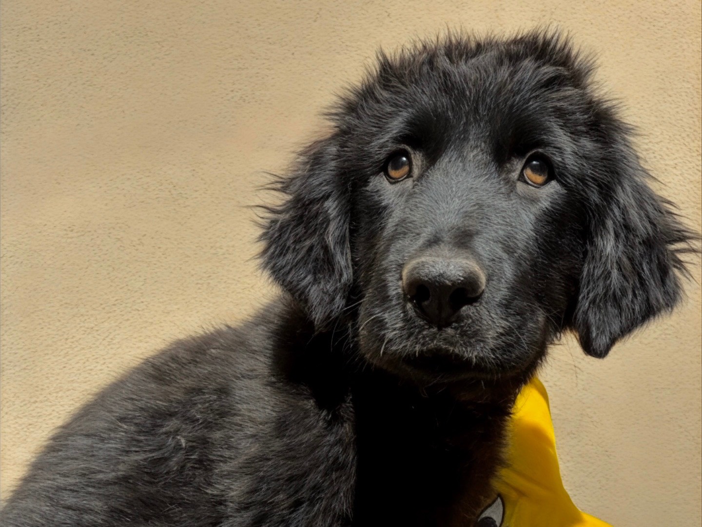 Adozione cane, femmina, Razza sconosciuta Razza sconosciuta, 3 mesi, taglia grande, Milano