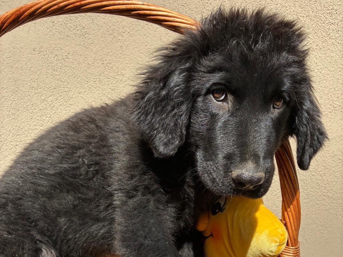 Adotta un cane, femmina, 3 mesi, Milano