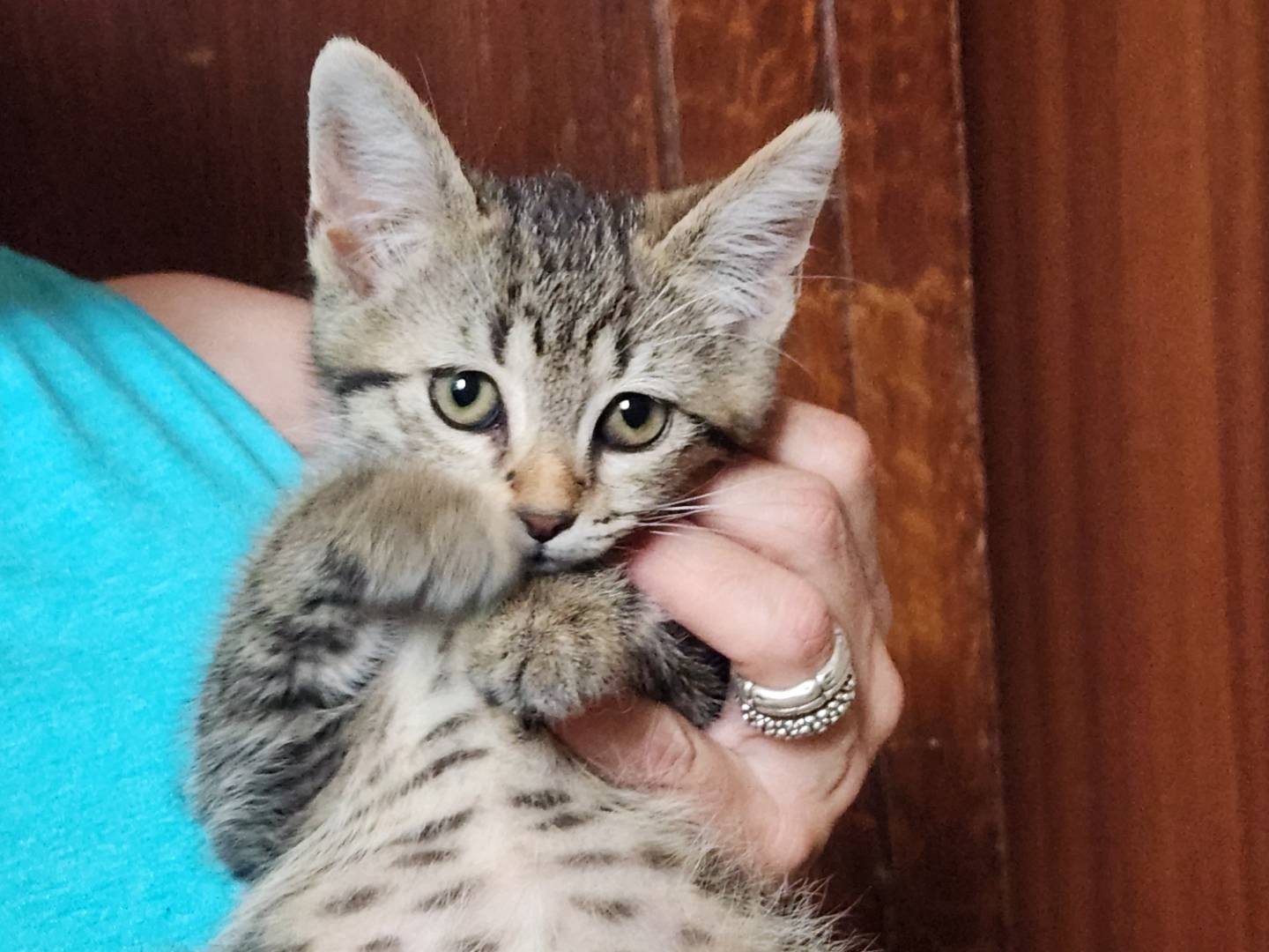 Adozione gatto, femmina, Razza sconosciuta Razza sconosciuta, 1 mese, taglia non valida, Cosenza