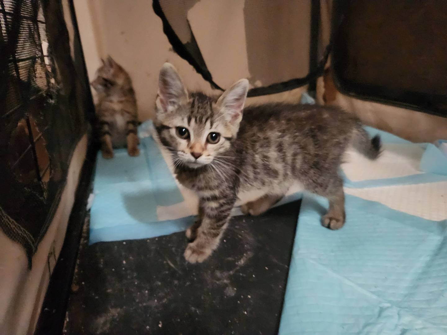 Adotta un gatto, femmina, 1 mese, Cosenza