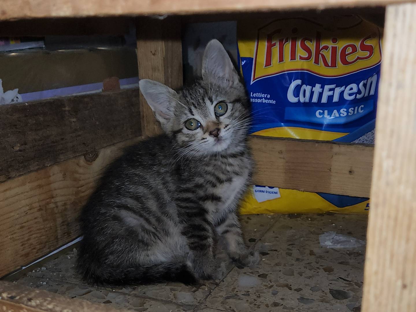 Adotta un gatto, taglia non valida, femmina, Cosenza