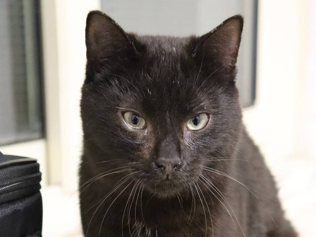 Adotta un gatto, taglia non valida, maschio, Milano