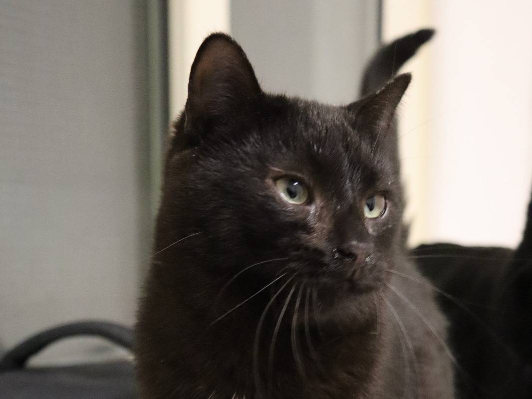 Vuoi adottare un gatto a Milano?