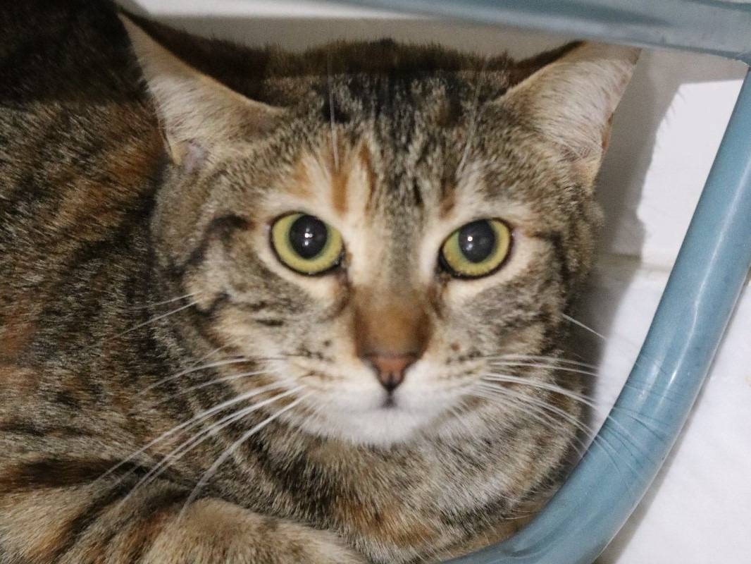 Adotta un gatto, femmina, 2 anni, Milano