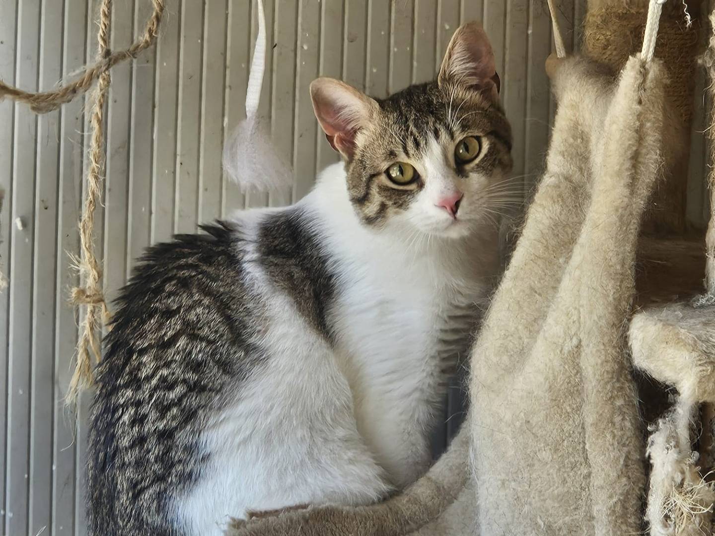 Adozione gatto, maschio, Razza sconosciuta Razza sconosciuta, 9 mesi, taglia non valida, Terni