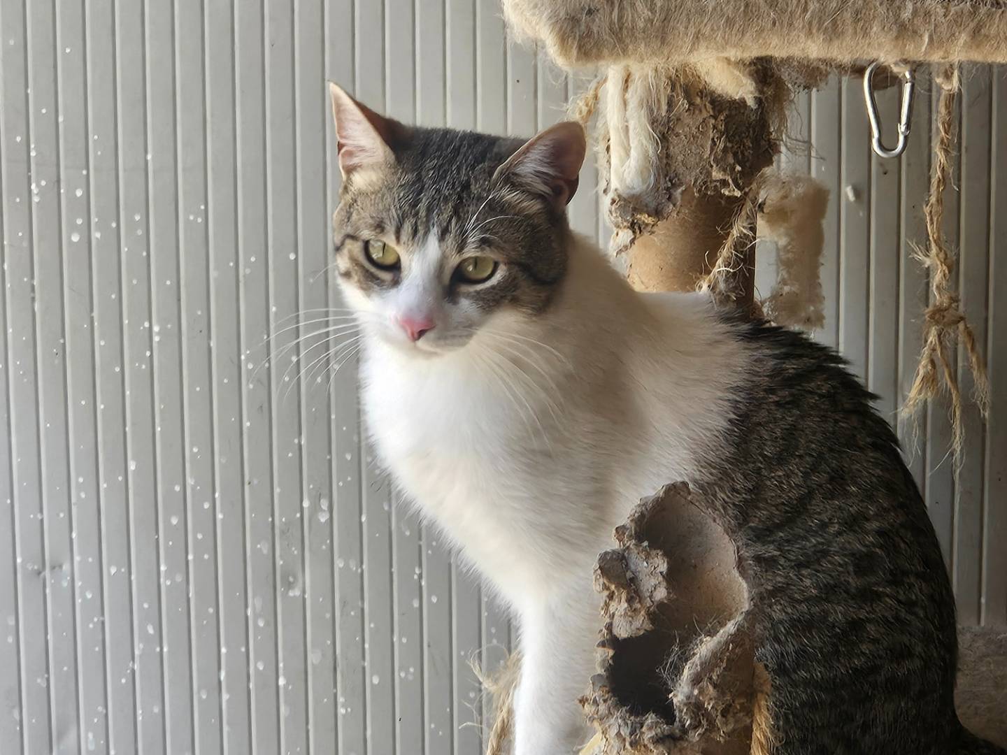Adotta un gatto, maschio, 9 mesi, Terni