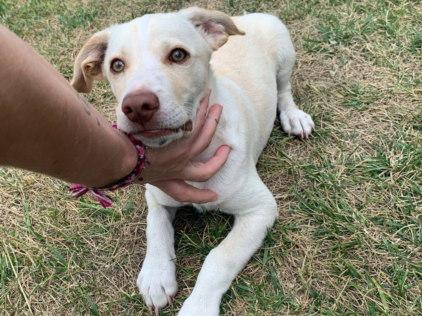 Adotta un cane, maschio, 3 mesi, Catanzaro