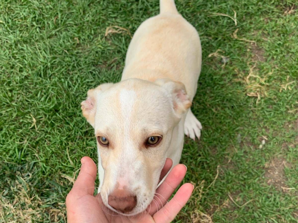 Adotta un cane, taglia media contenuta, maschio, Catanzaro