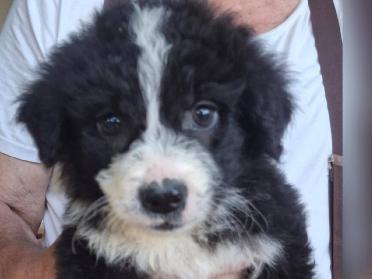 Adozione cane, femmina, Razza sconosciuta Razza sconosciuta, 2 mesi, taglia media, Crotone
