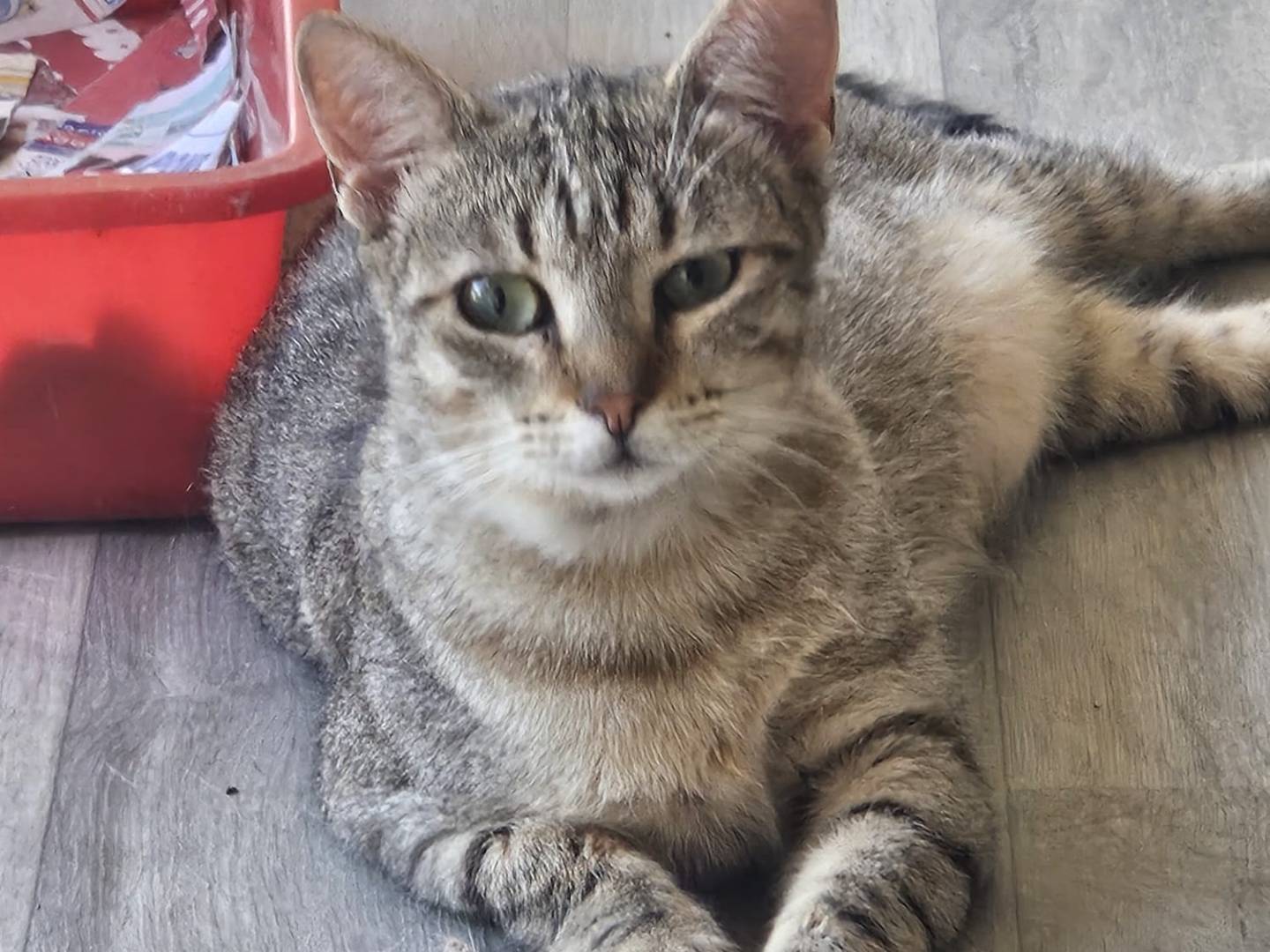 Adozione gatto, femmina, Razza sconosciuta Razza sconosciuta, 10 mesi, taglia non valida, Terni