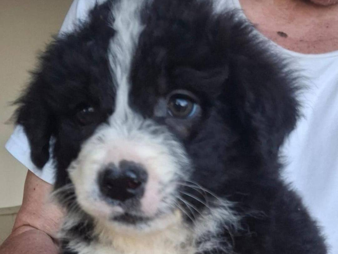 Adotta un cane, femmina, 2 mesi, Crotone