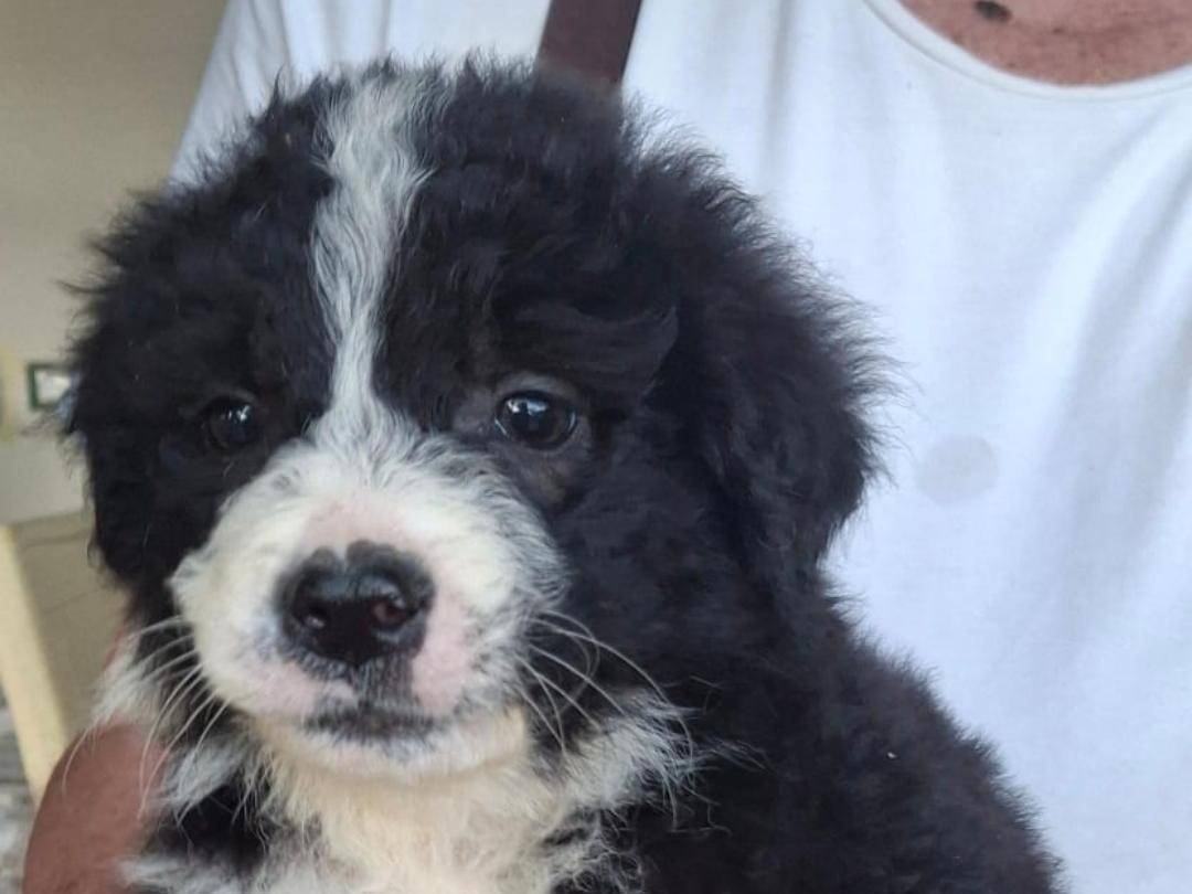 Adotta un cane, taglia media, femmina, Crotone