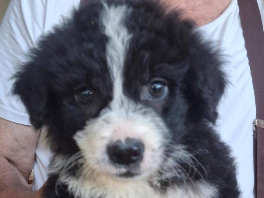 Vuoi adottare un cane a Crotone?
