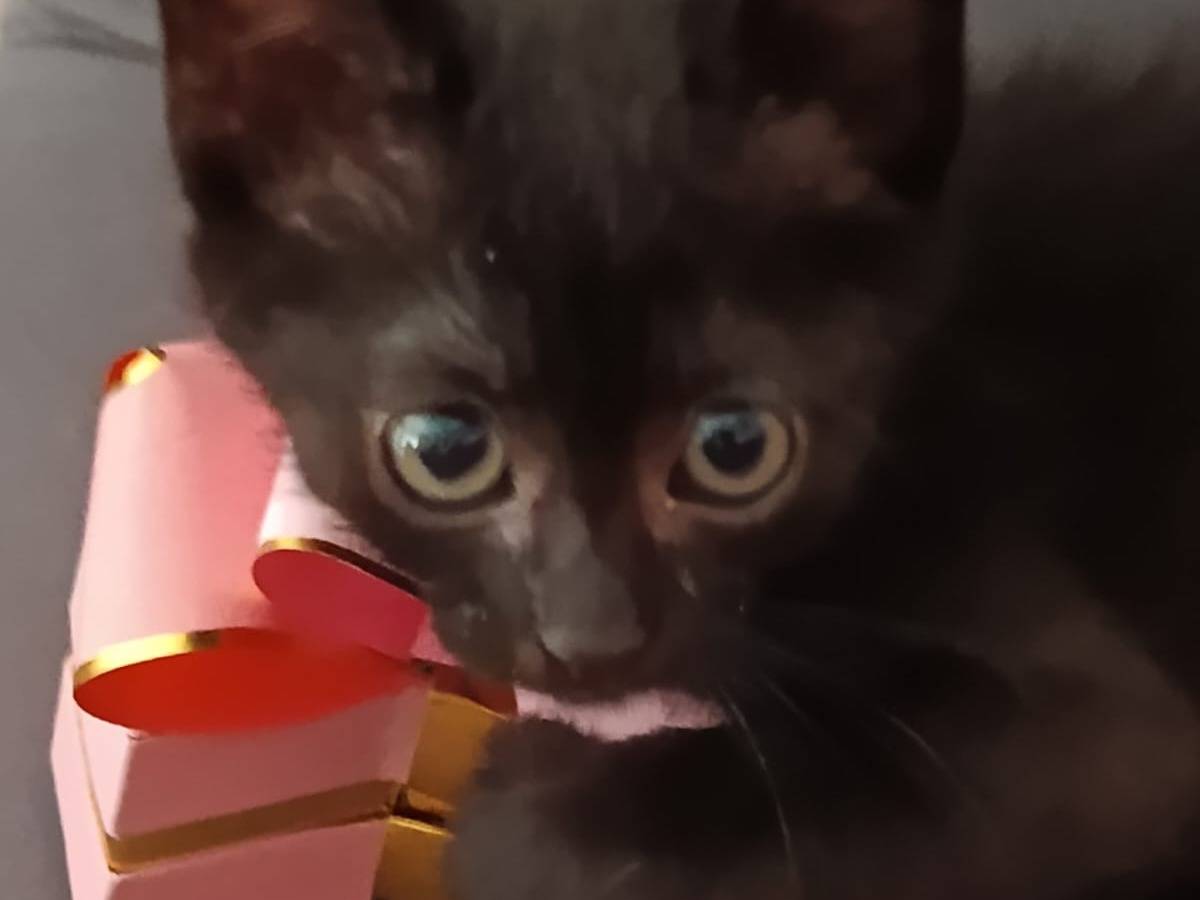Adozione gatto, femmina, Razza sconosciuta Razza sconosciuta, 1 mese, taglia non valida, Napoli