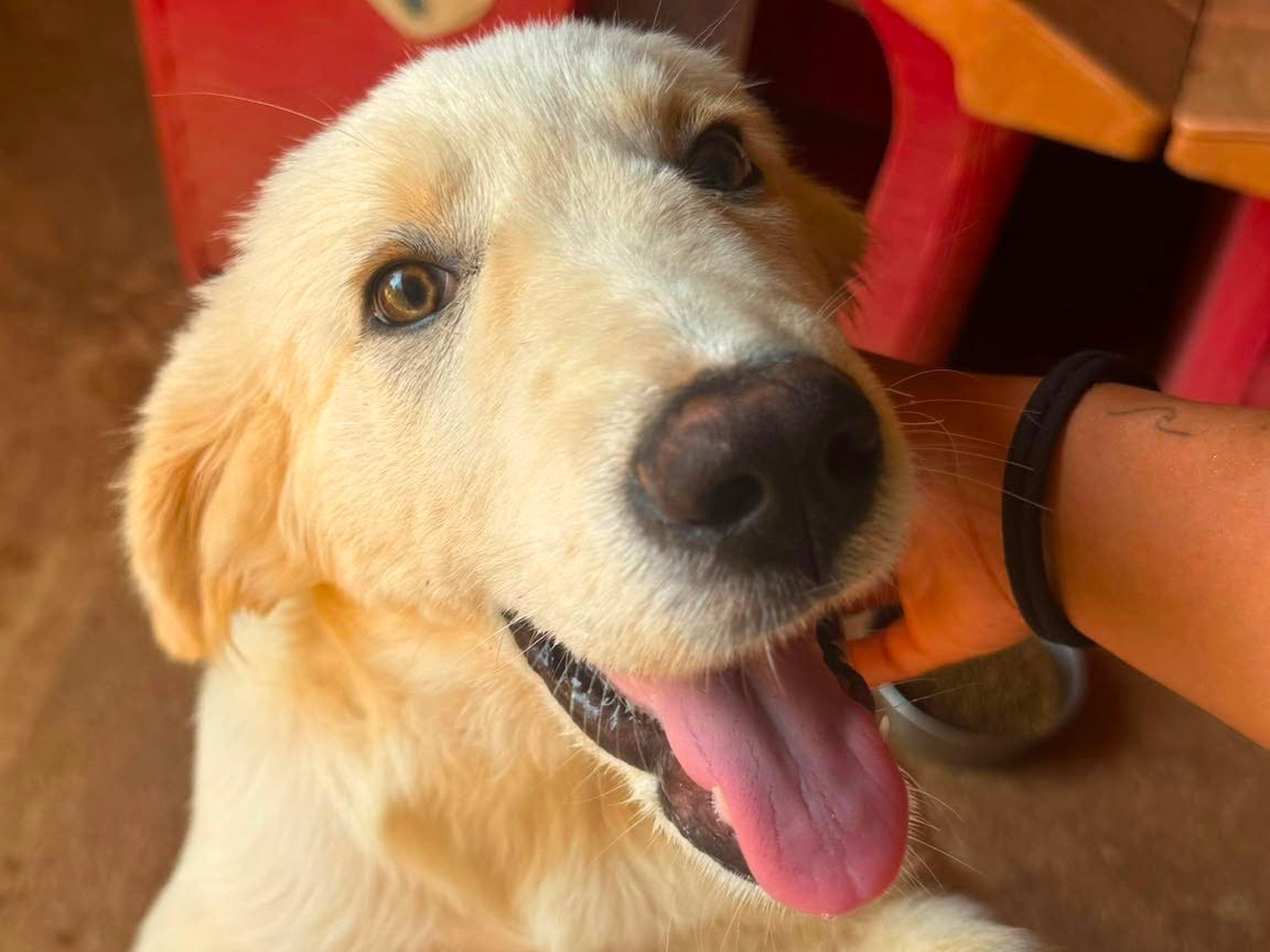 Adotta un cane, maschio, 4 mesi, Trapani