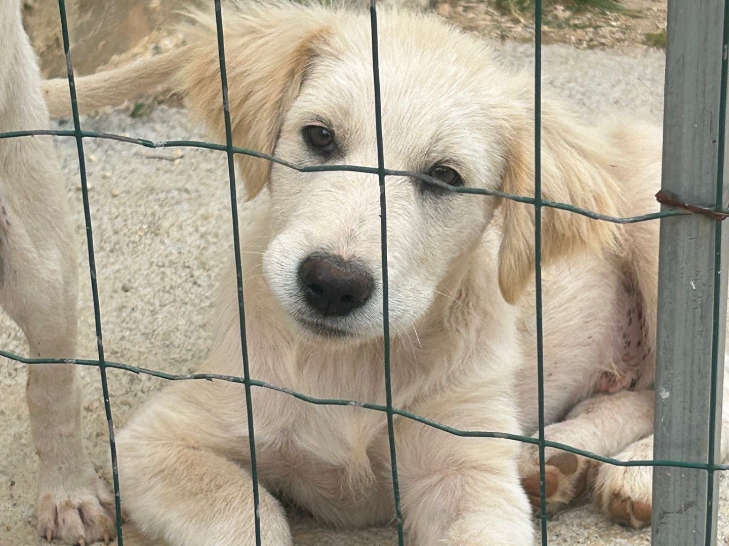Adotta un cane, taglia grande, maschio, Trapani