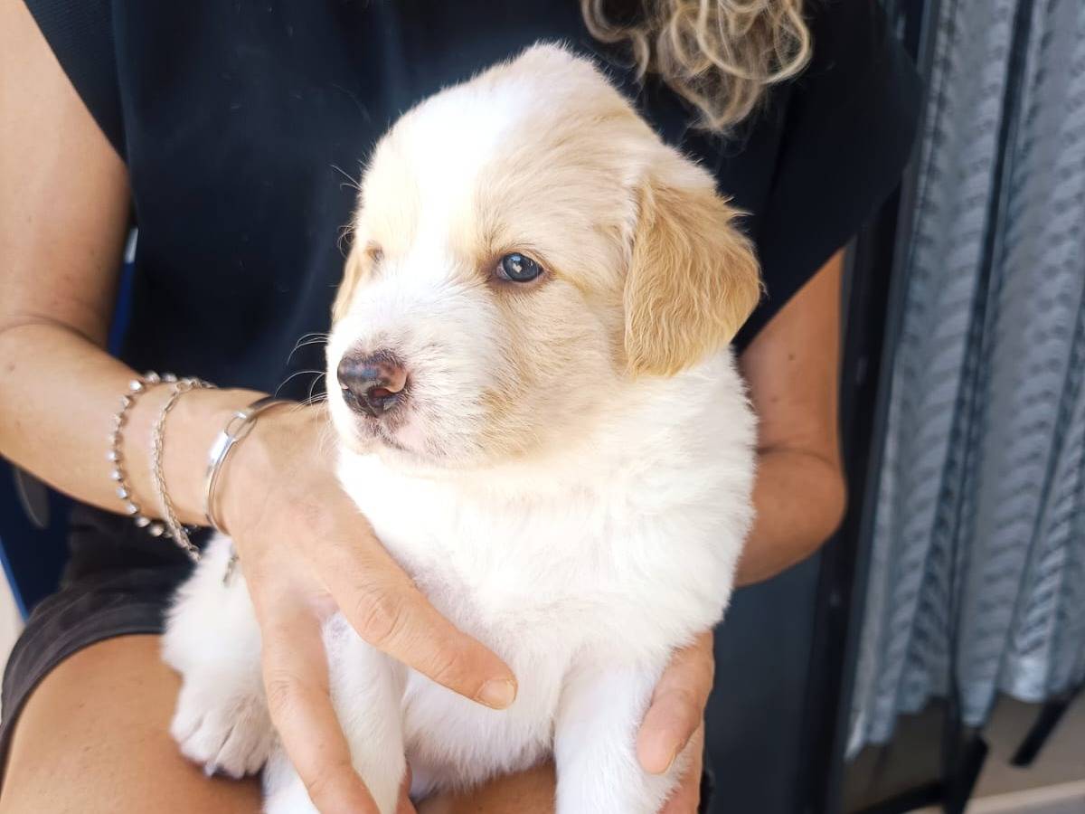 Adozione cane, femmina, Razza sconosciuta Razza sconosciuta, 1 mese, taglia media, Milano