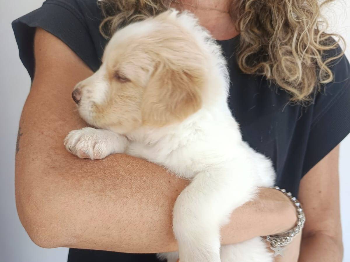 Vuoi adottare un cane a Milano?