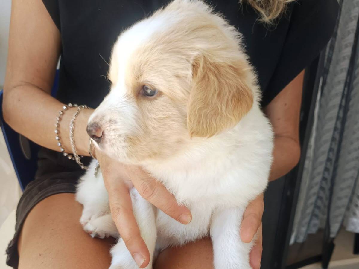 Adotta un cane, femmina, 1 mese, Milano