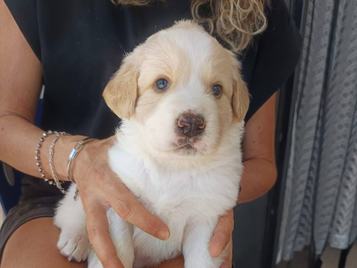 Adotta un cane, taglia media, femmina, Milano