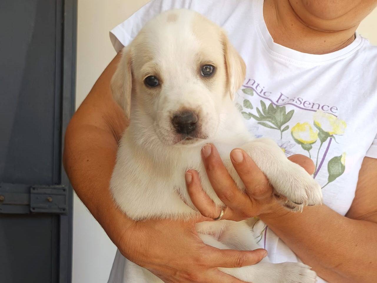 Adotta un cane, taglia media, femmina, Pavia