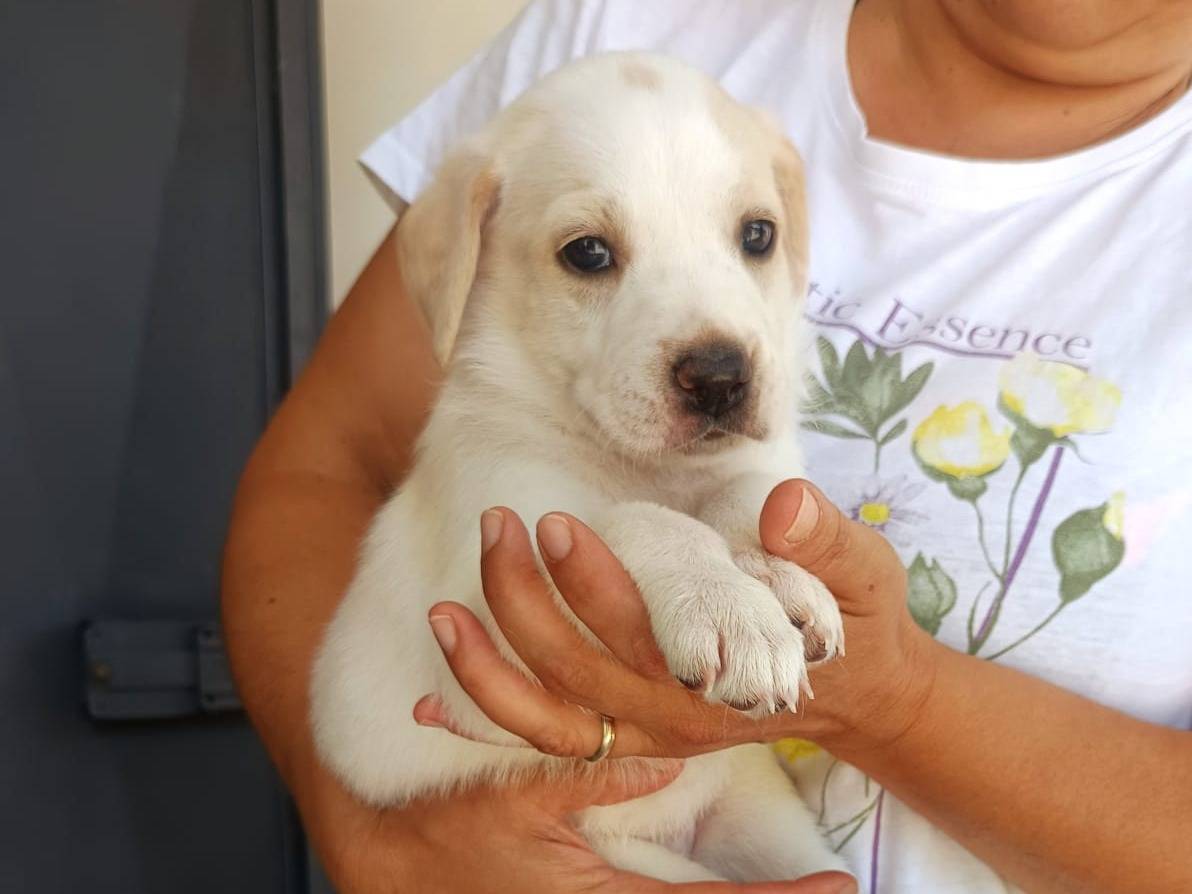 Vuoi adottare un cane a Pavia?