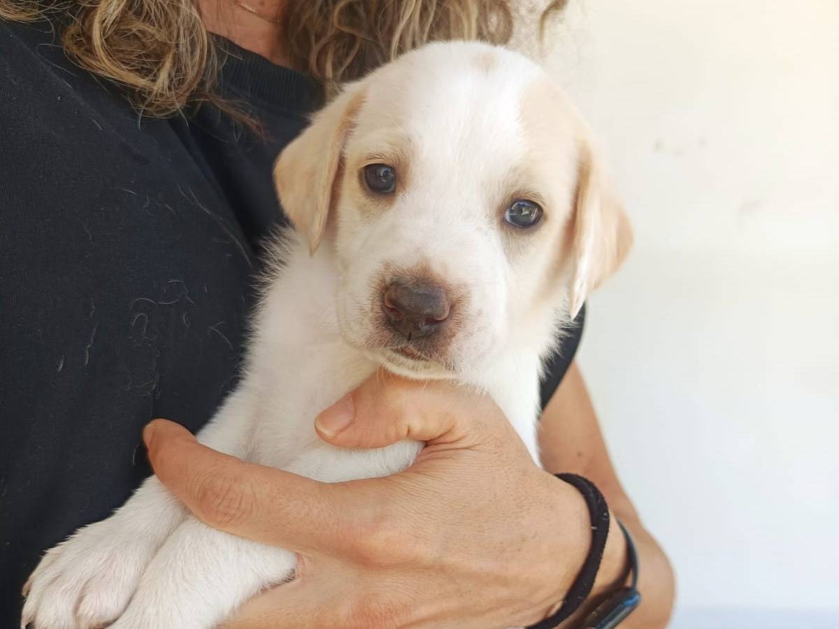 Adotta il cane Jasmine a Pavia