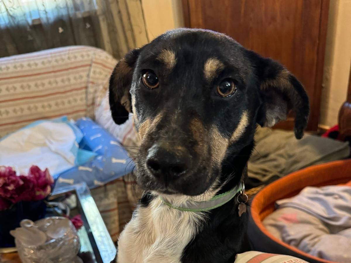 Adozione cane, maschio, Razza sconosciuta Razza sconosciuta, 2 anni e 1 mese, taglia piccola, Roma