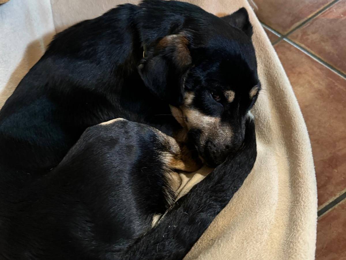 Adotta un cane, maschio, 2 anni e 1 mese, Roma