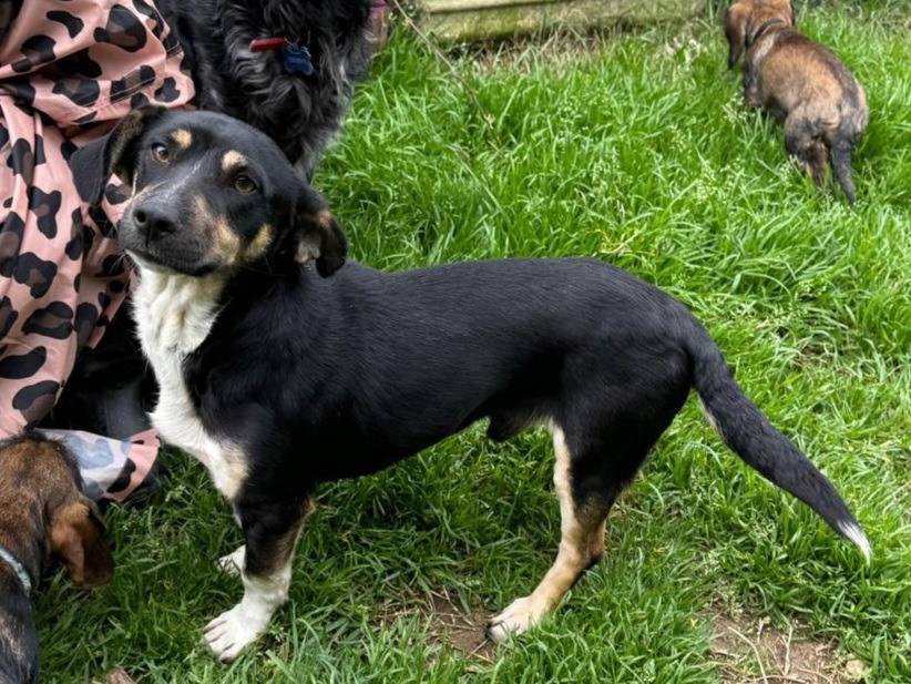 Adotta un cane, taglia piccola, maschio, Roma