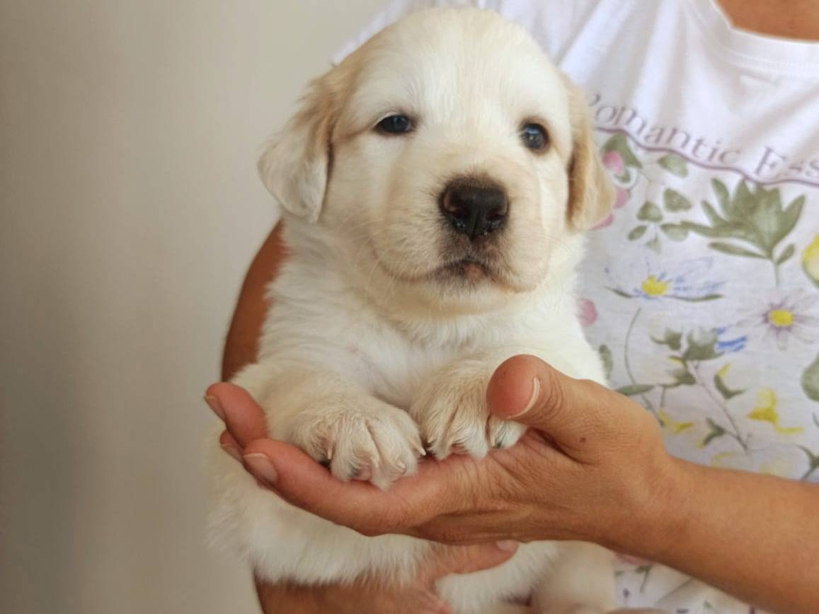 Adotta un cane, taglia media, femmina, Brescia