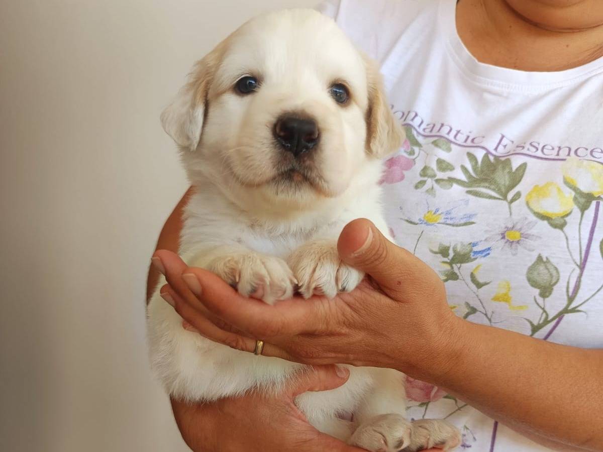Adotta il cane Bella a Brescia