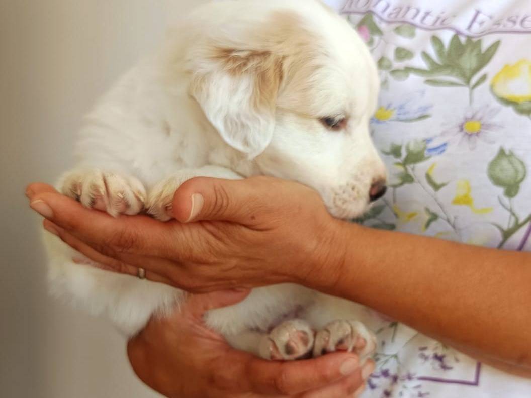 Vuoi adottare un cane a Brescia?