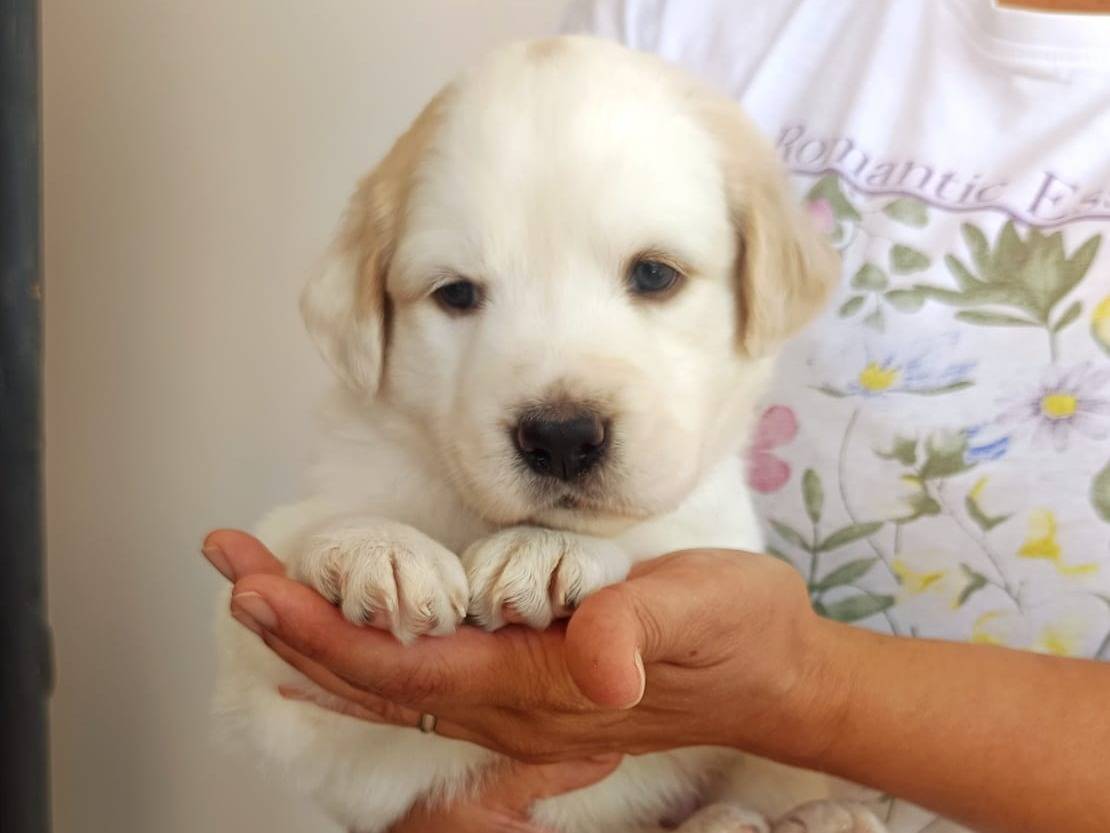 Adotta un cane, femmina, 1 mese, Brescia