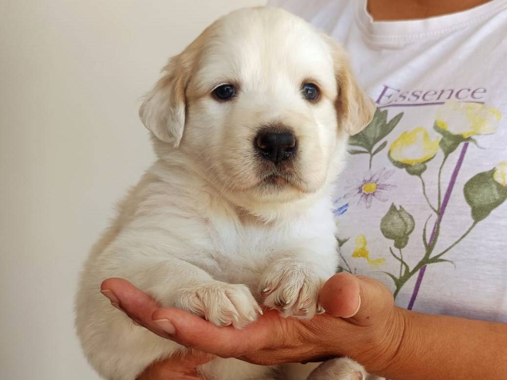 Adozione cane, femmina, Razza sconosciuta Razza sconosciuta, 1 mese, taglia media, Brescia