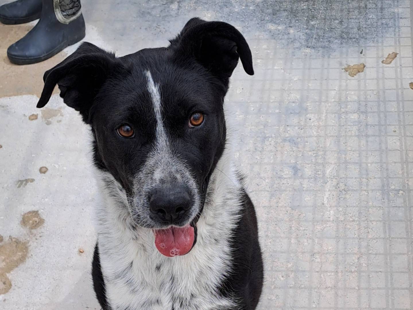 Adozione cane, femmina, Razza sconosciuta Razza sconosciuta, 6 anni e 5 mesi, taglia media, Torino