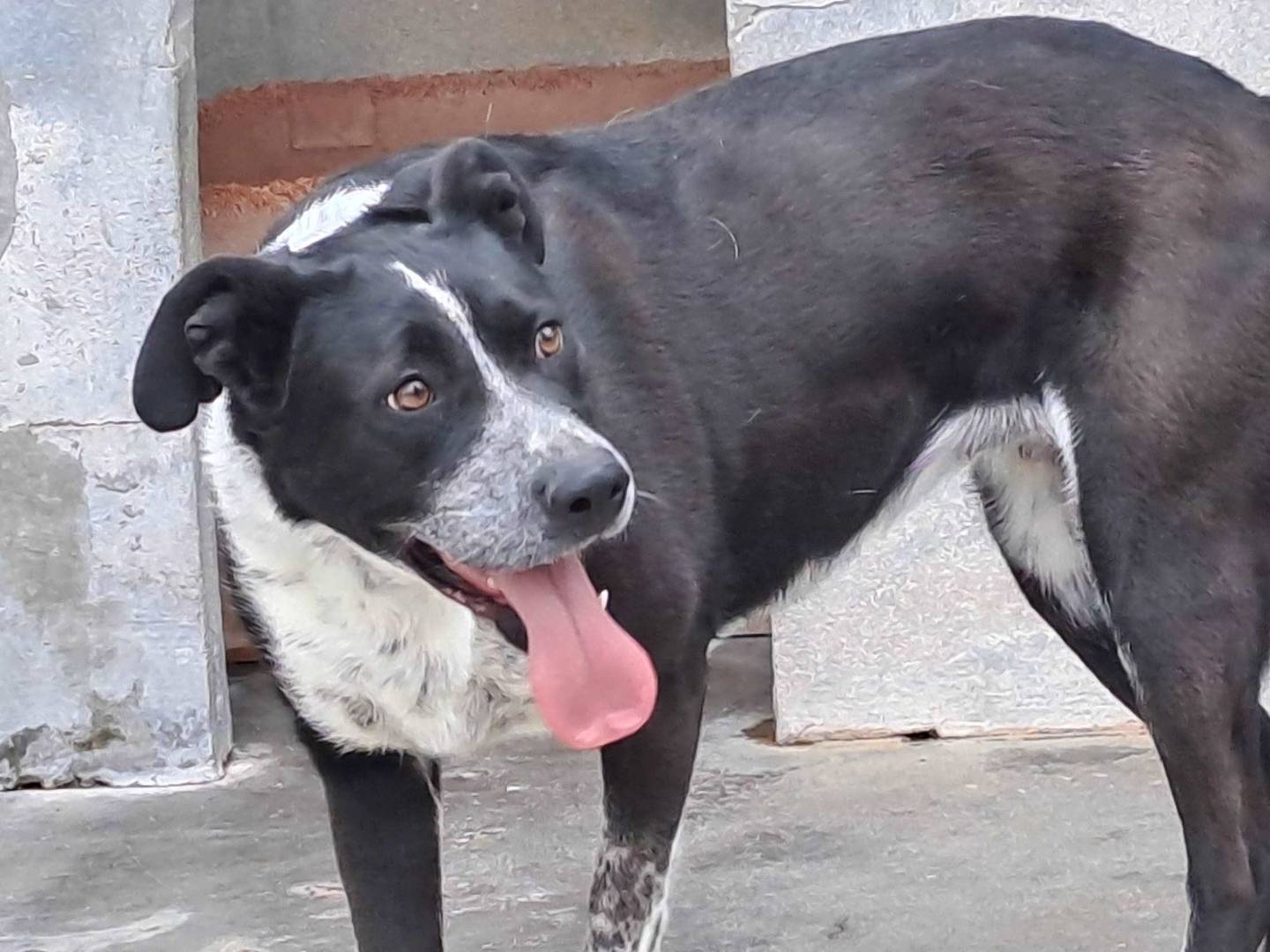 Adotta un cane, taglia media, femmina, Torino