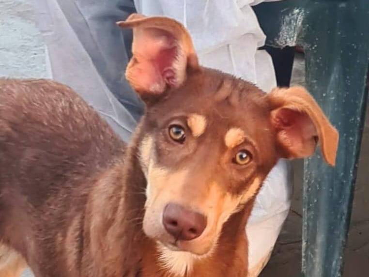 Adozione cane, maschio, Razza sconosciuta Razza sconosciuta, 1 anno e 1 mese, taglia media contenuta, Varese
