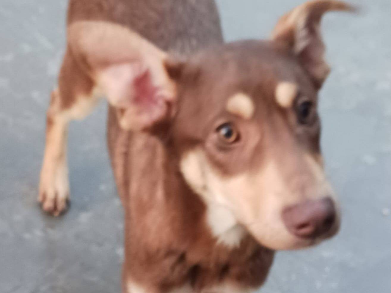 Adotta un cane, maschio, 1 anno e 1 mese, Varese
