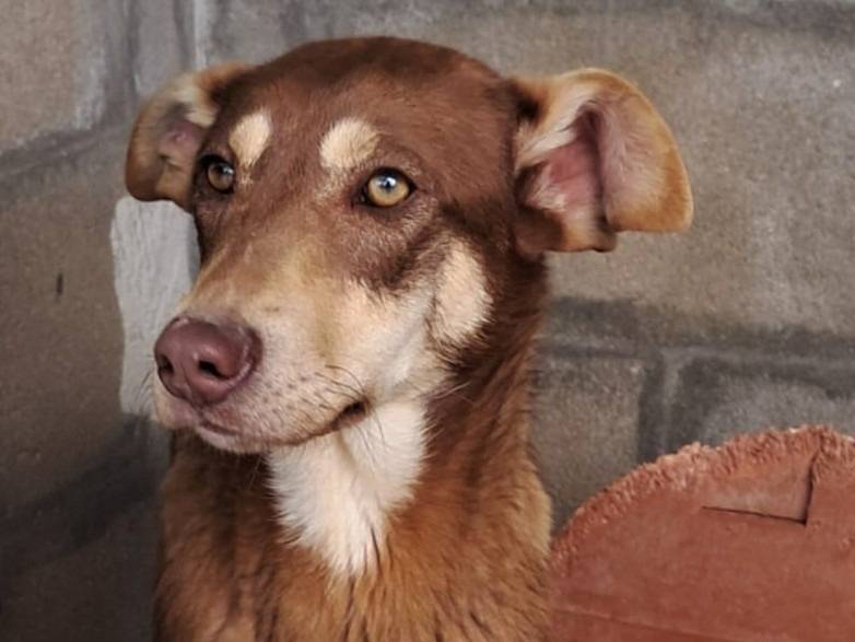 Vuoi adottare un cane a Varese?