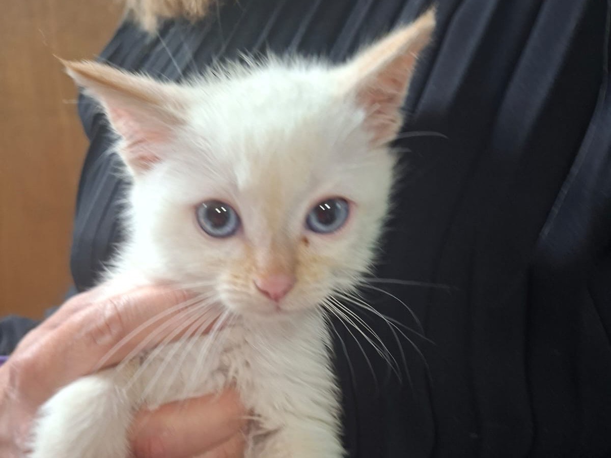 Adozione gatto, maschio, Razza sconosciuta Razza sconosciuta, 2 mesi, taglia non valida, Trento