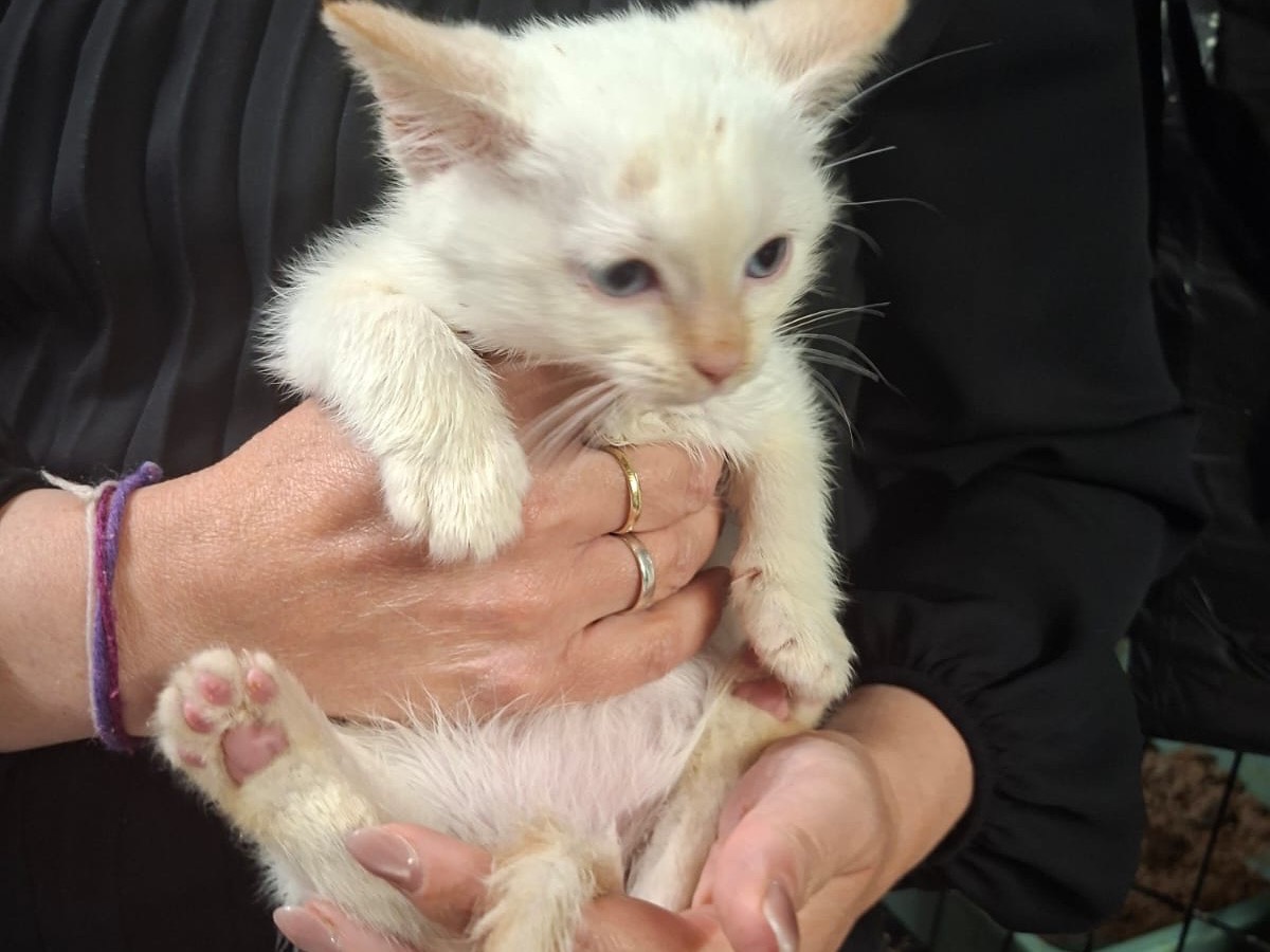 Adotta un gatto, maschio, 2 mesi, Trento