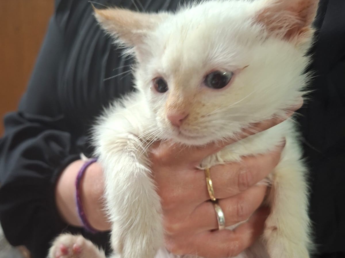 Adotta un gatto, taglia non valida, maschio, Trento