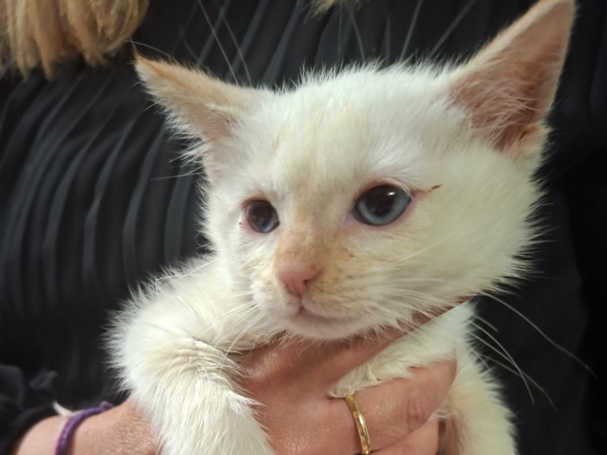 Vuoi adottare un gatto a Trento?