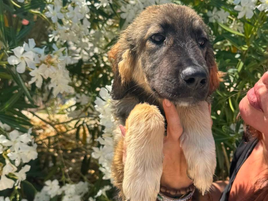 Vuoi adottare un cane a Trapani?