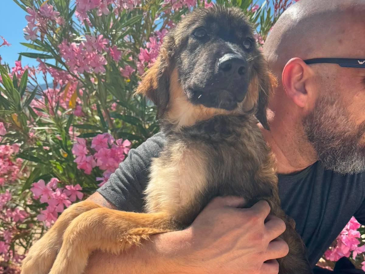 Adotta il cane Timoty a Trapani