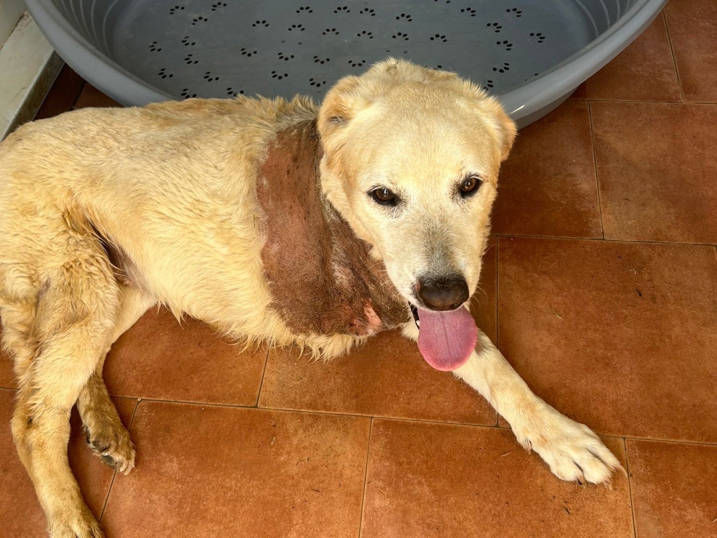 Adozione cane, femmina, Razza sconosciuta Razza sconosciuta, 10 anni e 2 mesi, taglia grande, Trapani