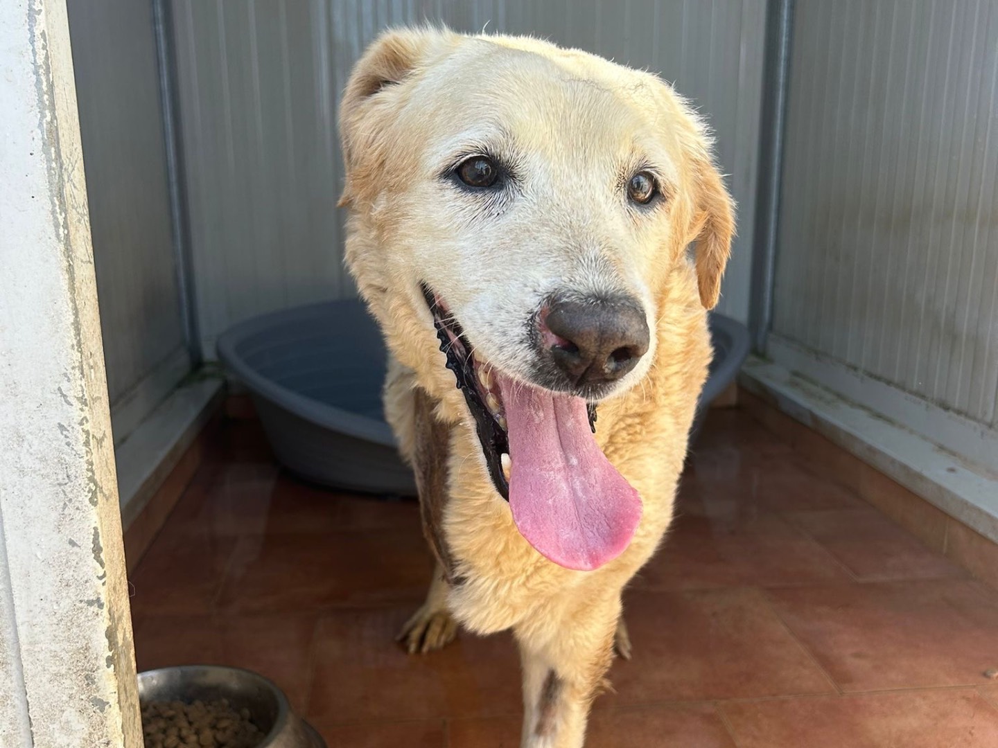 Adotta un cane, femmina, 10 anni e 2 mesi, Trapani