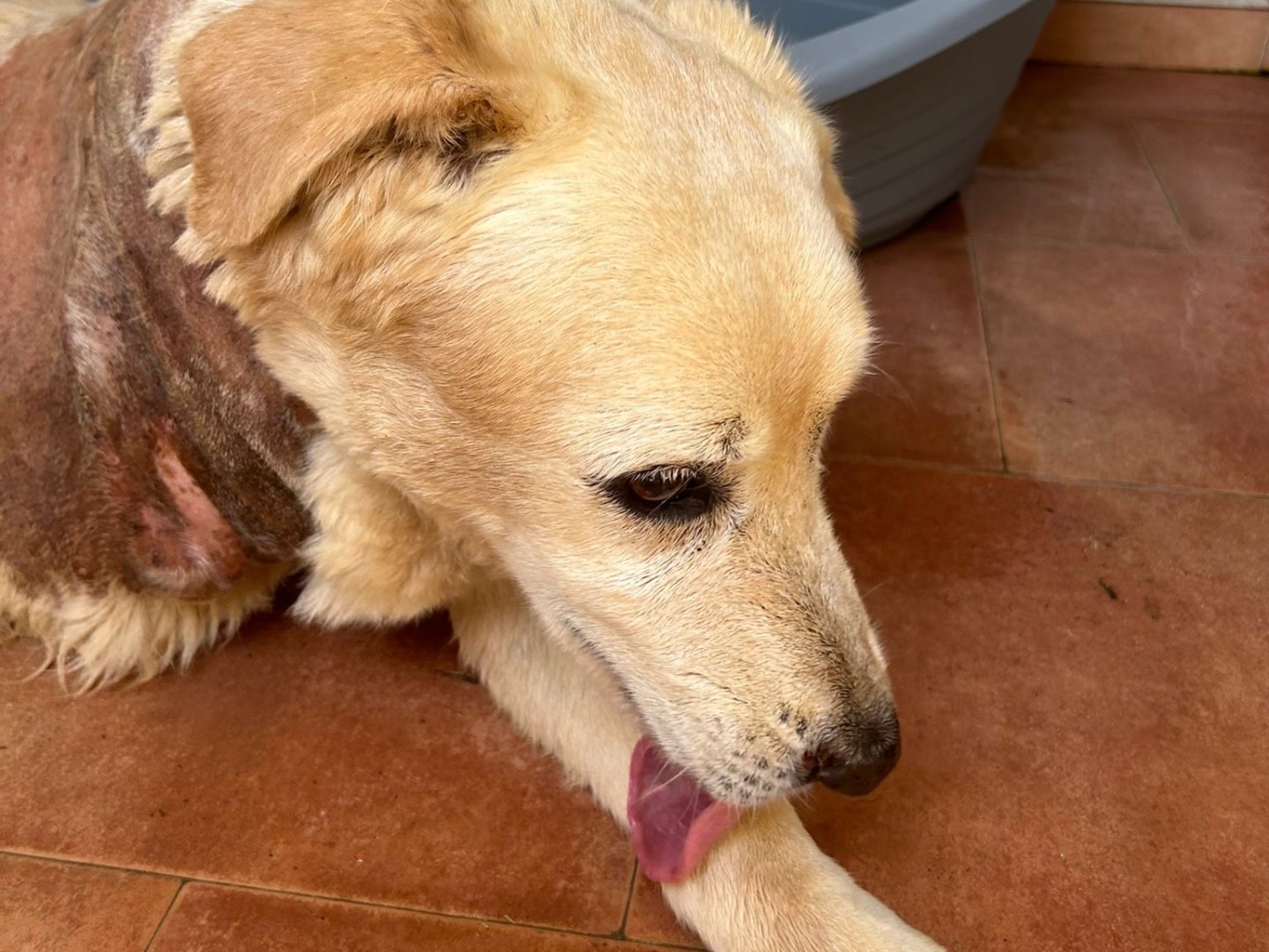 Adotta un cane, taglia grande, femmina, Trapani